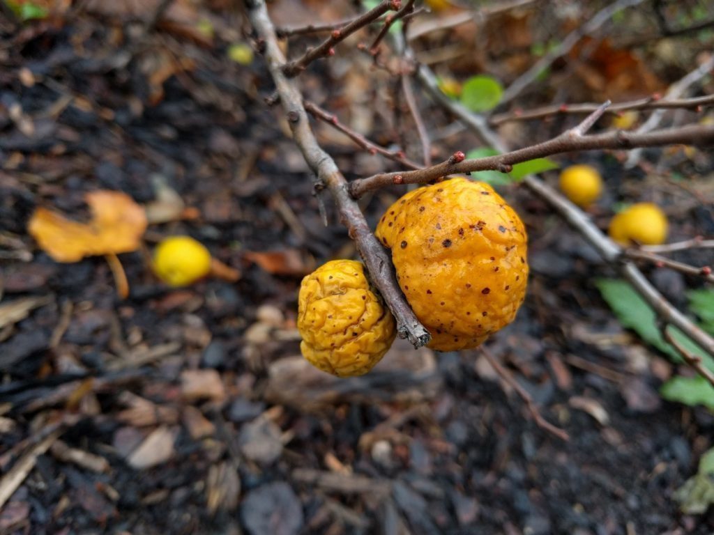 Nexus 5X pořízené fotografie dobré světelné podmínky 1