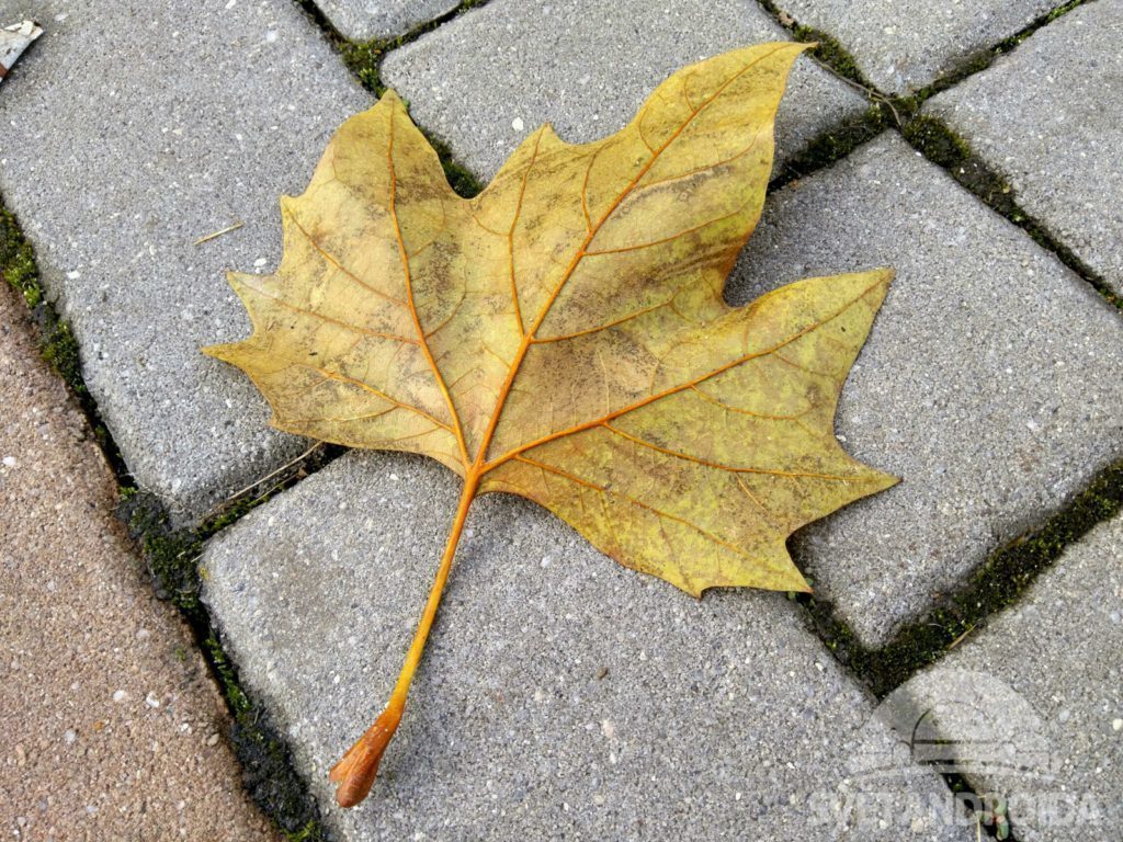 Xiaomi MI MIX fotografie 15