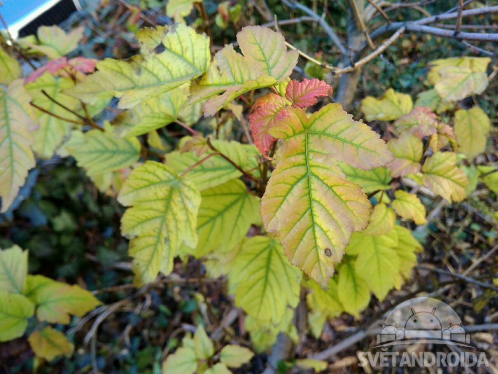 Xiaomi Redmi 4A fotografie 5
