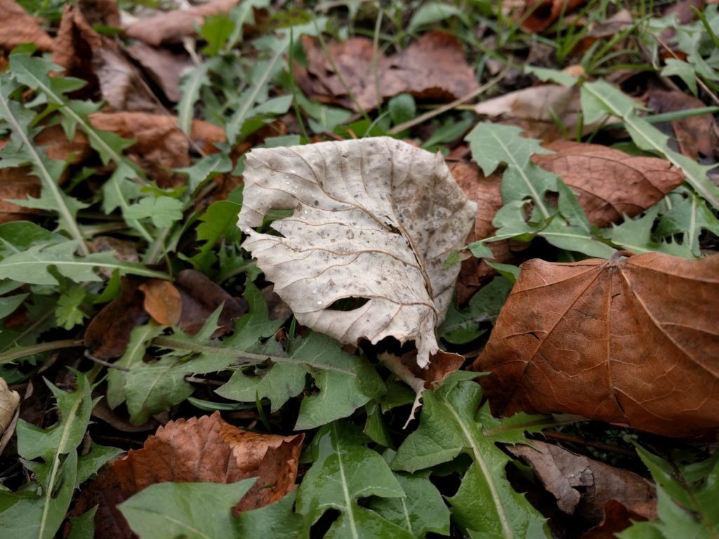 Nexus 6P pořízené fotografie dobré světelné podmínky 24