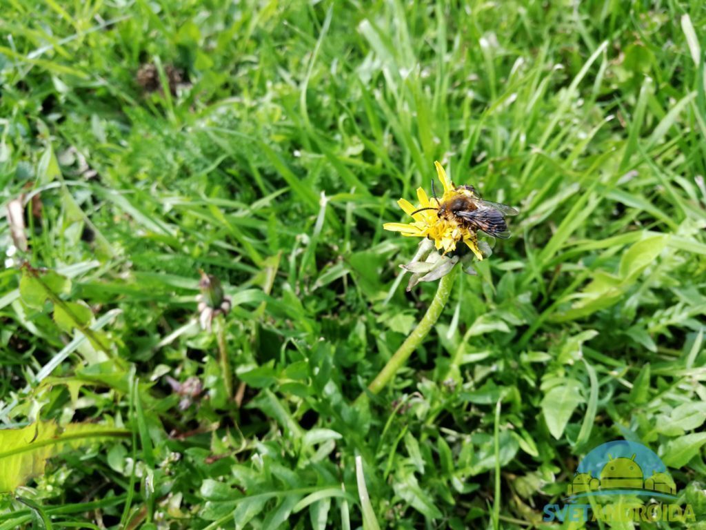 Honor 8 Pro porizene fotografie 1