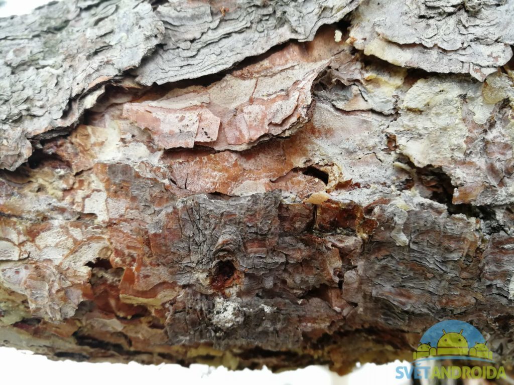 Honor 8 Pro porizene fotografie 10