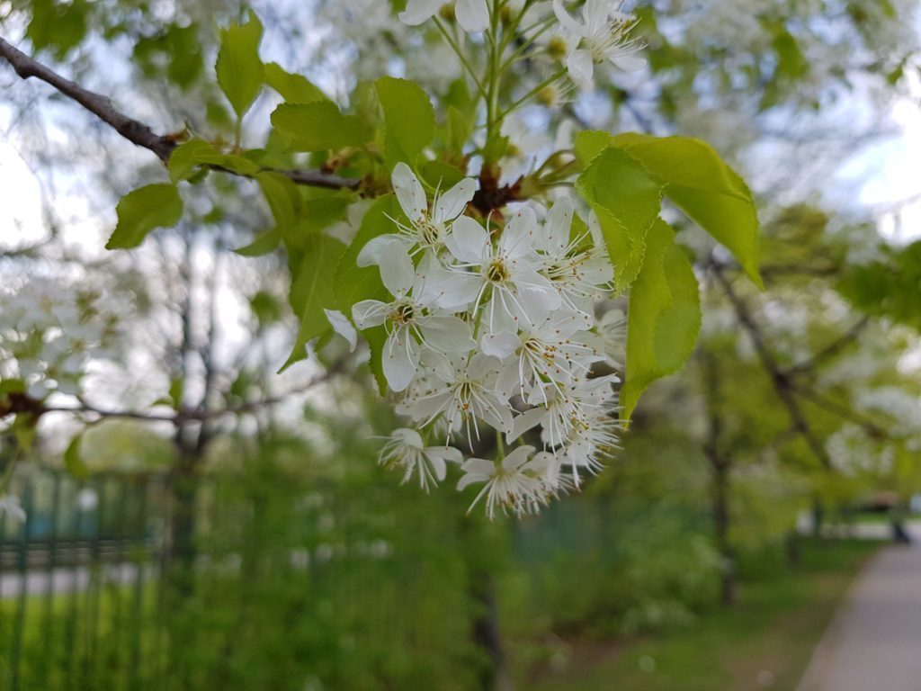 Samsung Galaxy S8 fotografie 10