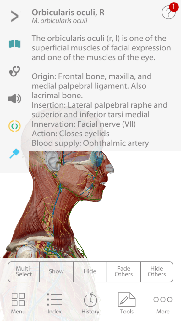Anatomie cloveka 4
