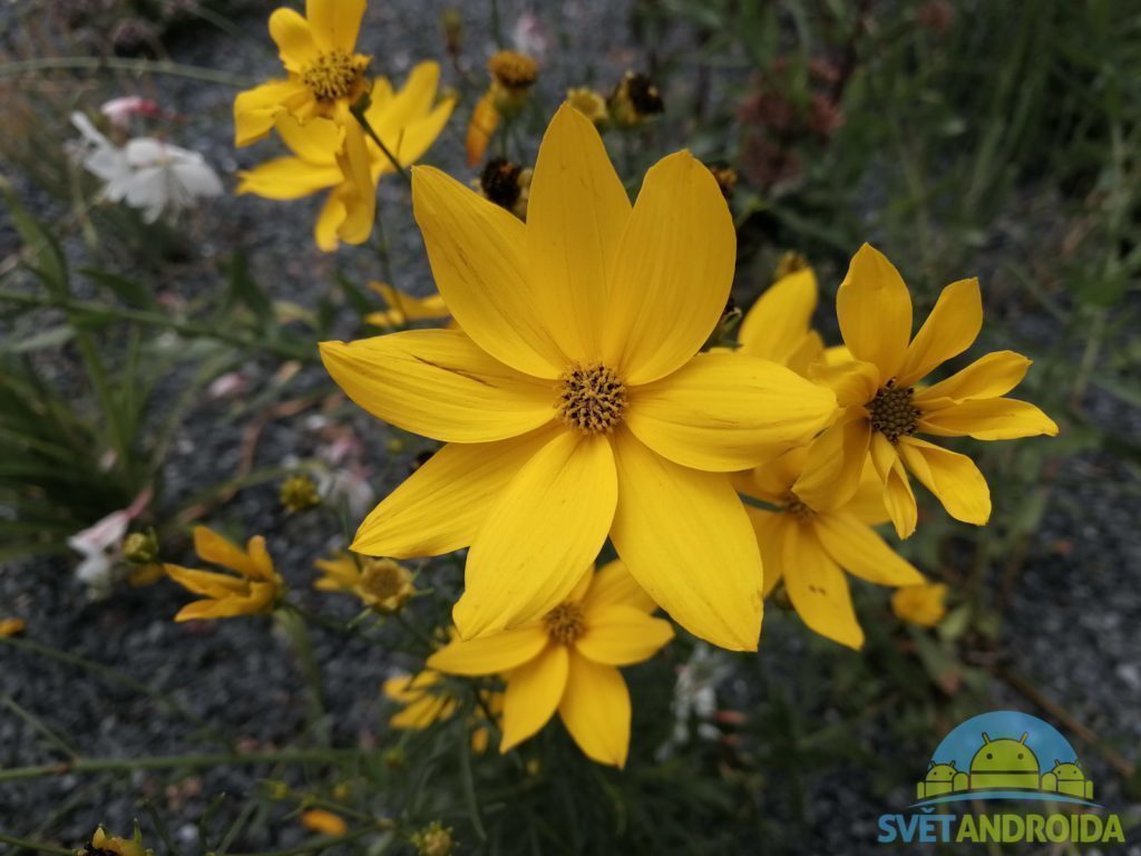 Honor 9 porizene fotografie 18