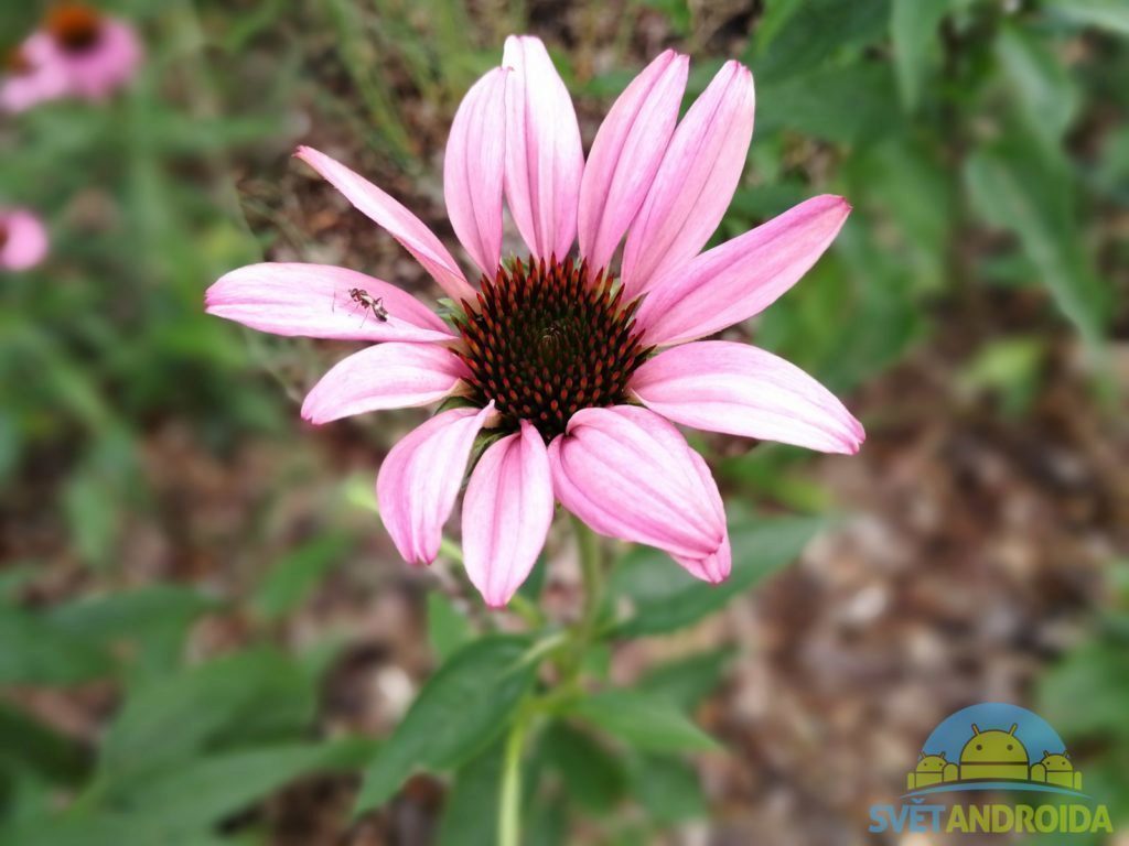 Honor 9 porizene fotografie 9