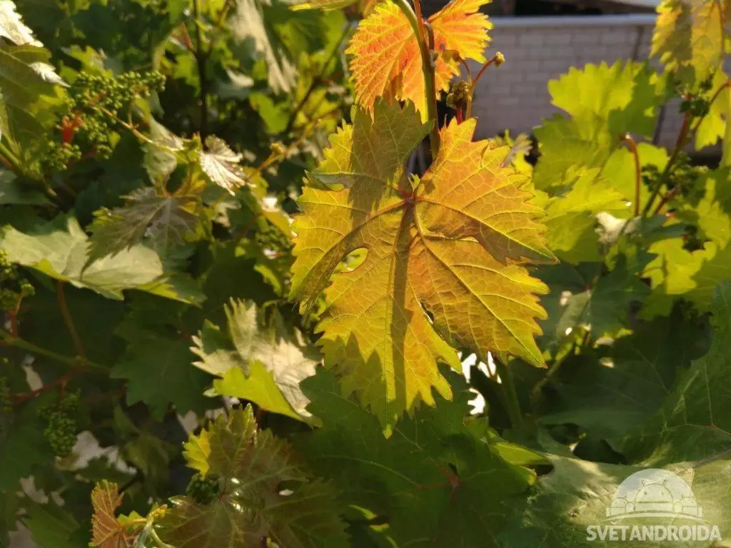 Nokia 6.1 fotografie listy