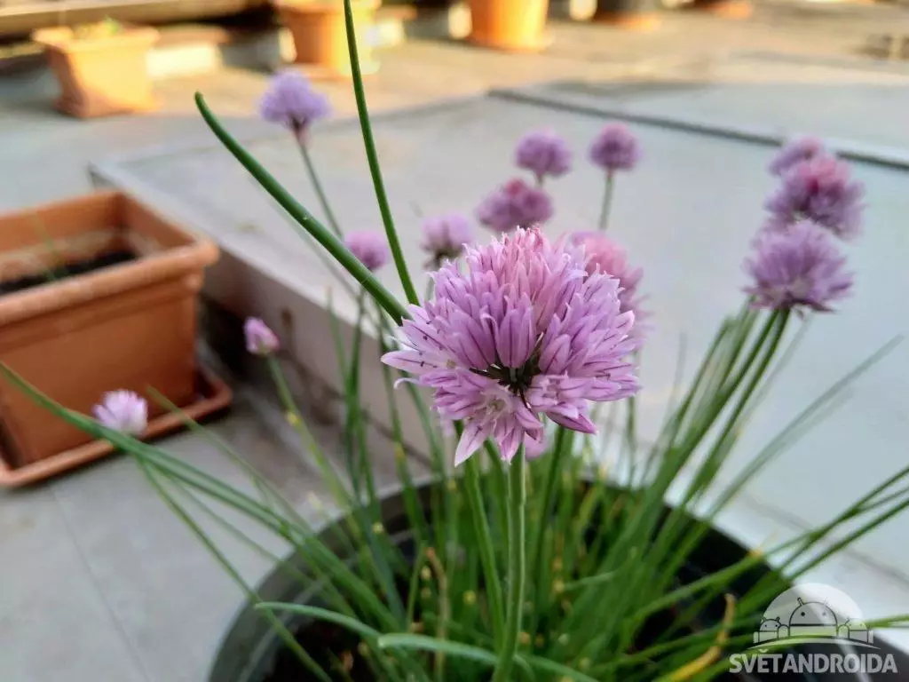 Nokia 6.1 foto kvetina