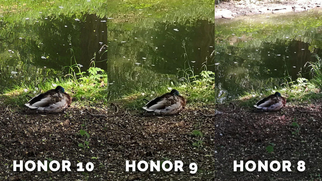 honor 8 fotí skvěle - kachna