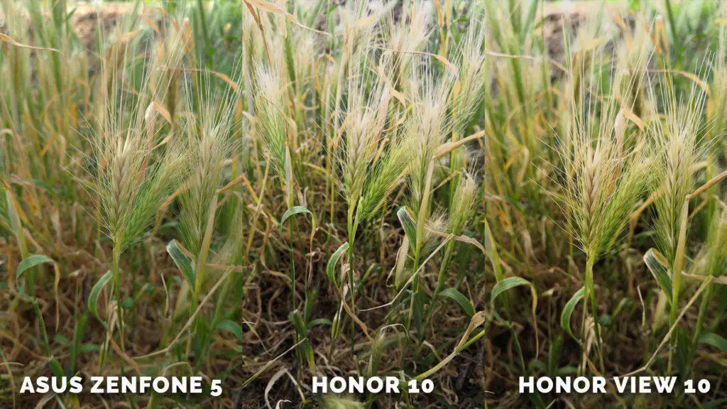 Který telefon fotí nejlépe? Asus Zenfone 5 vs. Honor 10 vs. Honor View 10 - priroda