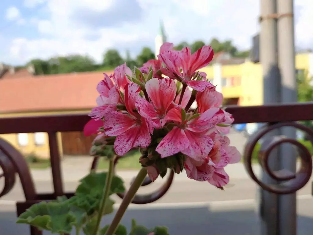 Xiaomi Redmi Note 5 foto 3