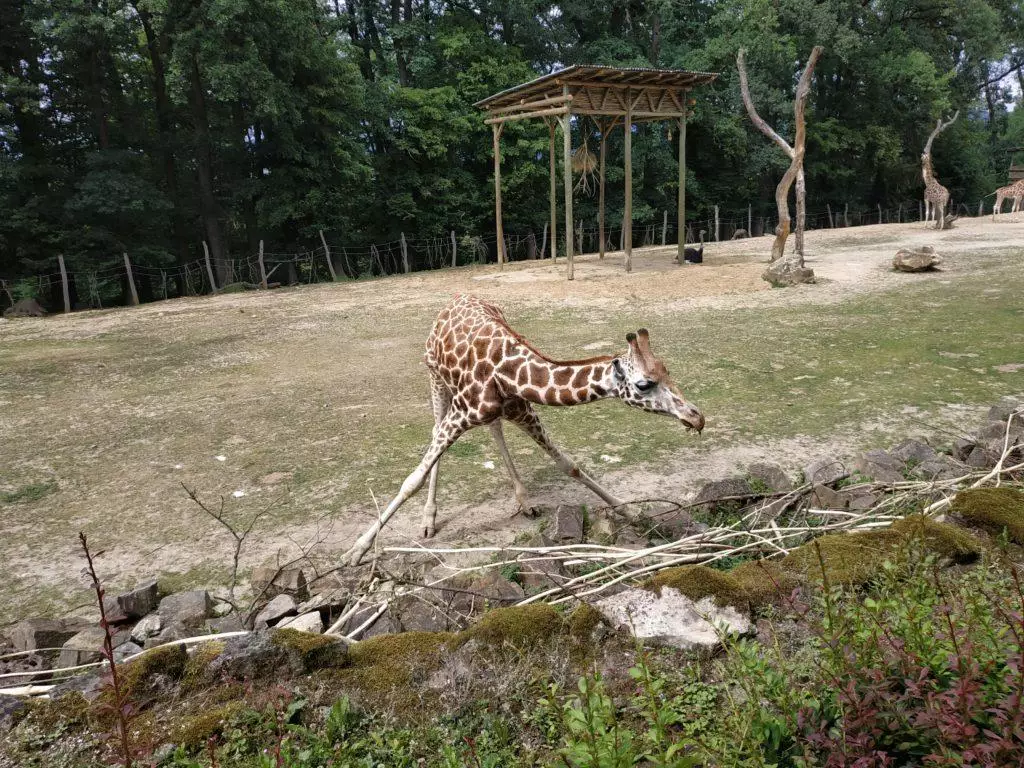 Xiaomi Redmi Note 5 foto zirafa