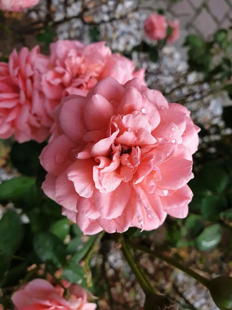 kytice samsung galaxy note 9 fotografie