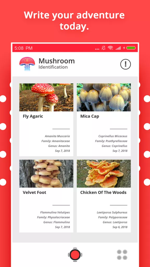 Mushroom Identification 3