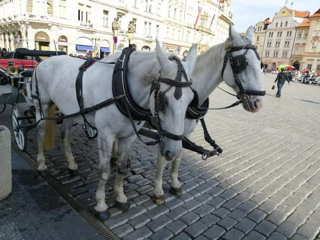 Honor 8X fotografie kone