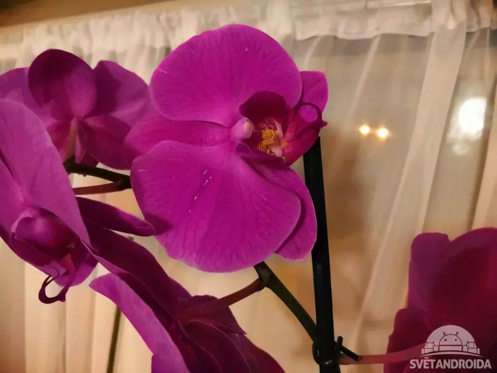 Huawei Nova 3 fotografie kytice