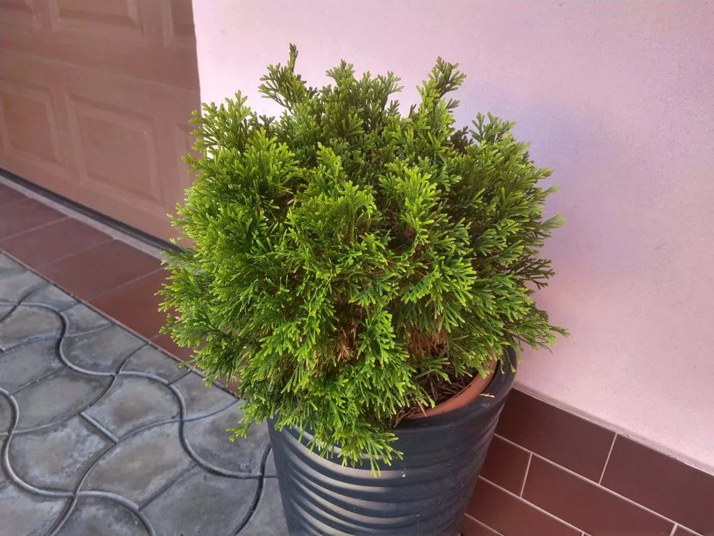 Motorola Moto Z3 Play foto kerik
