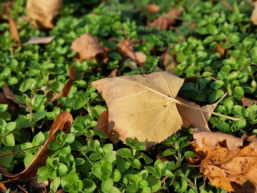 Meizu 16th fotografie list
