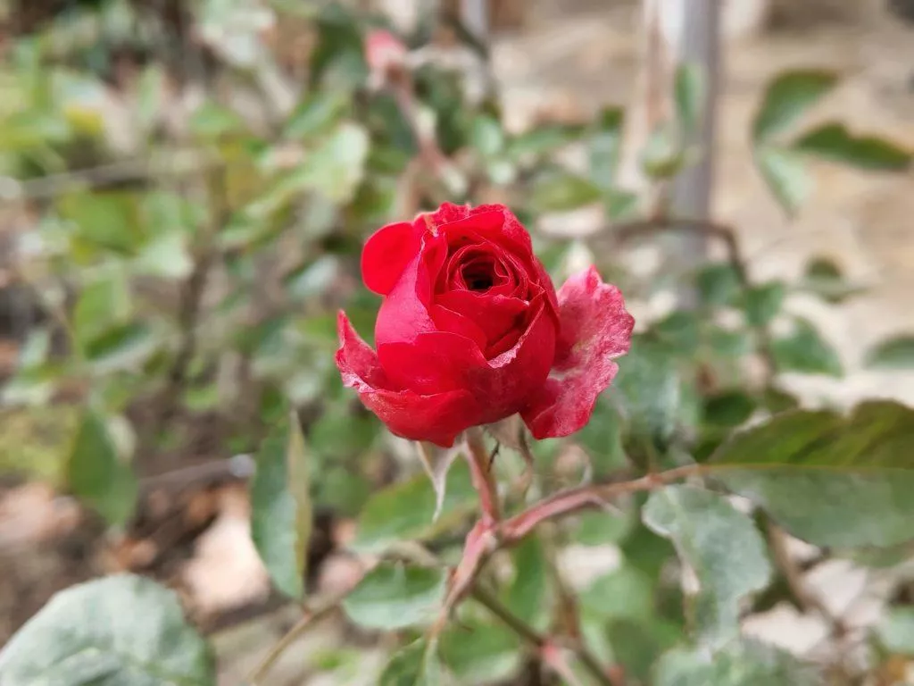 Meizu 16th foto ruze