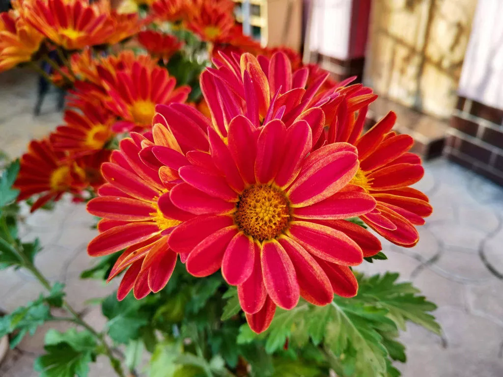 Xiaomi Mi 8 Lite fotografie makro kvetina