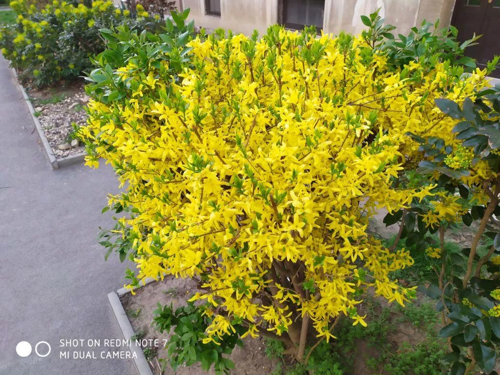 Xiaomi Redmi Note 7 fotografie kytice