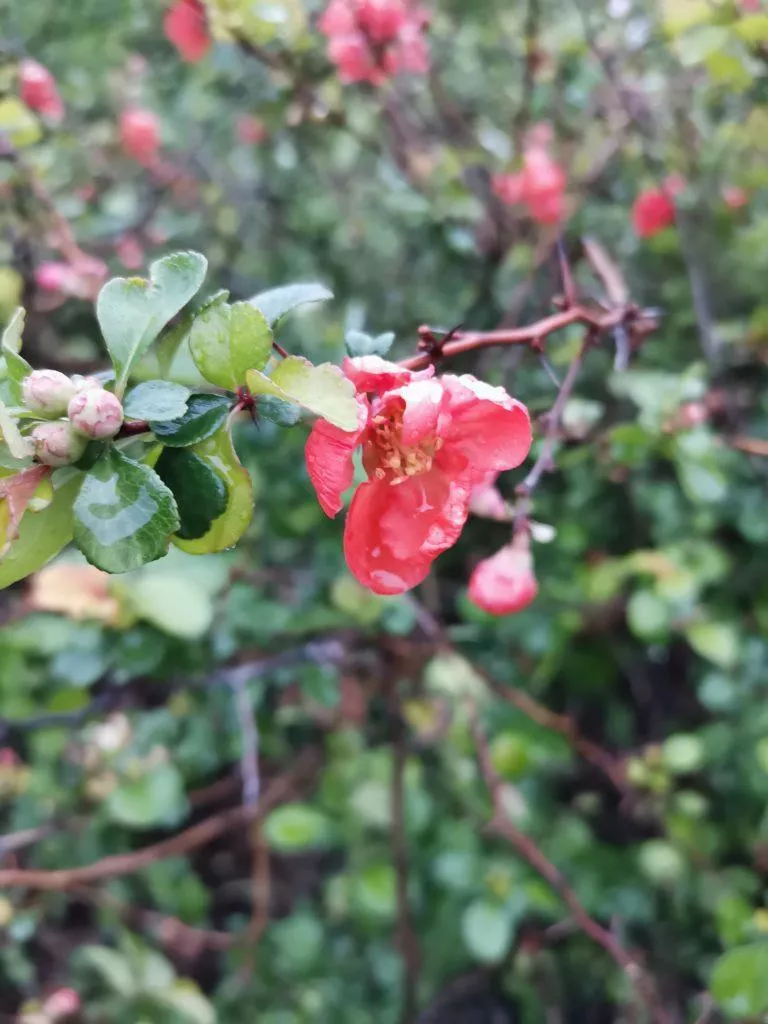 honor 20 ukazkove foto 2