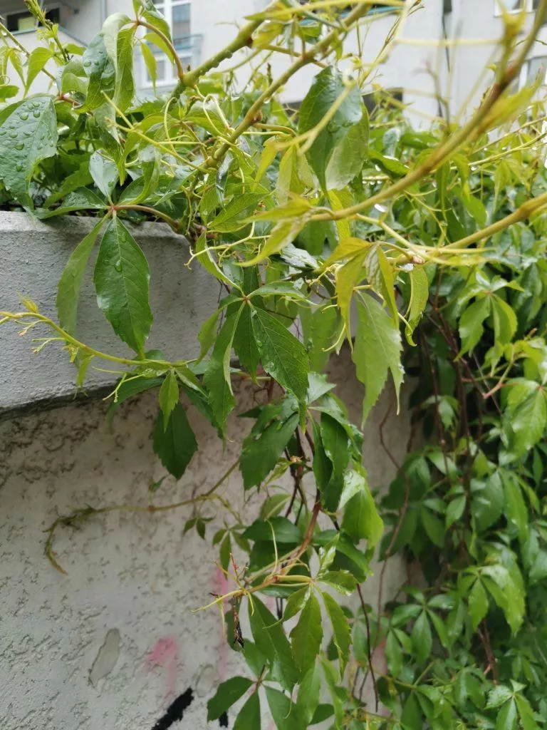 honor 20 ukazkove foto 3