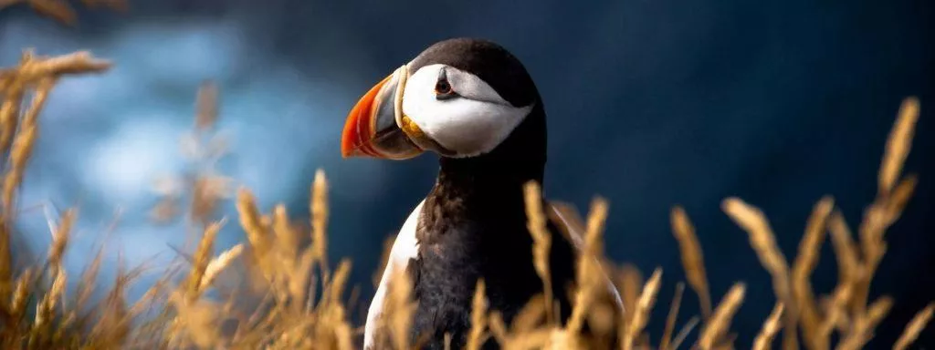 Puffin OS - operační systém pro levné telefony