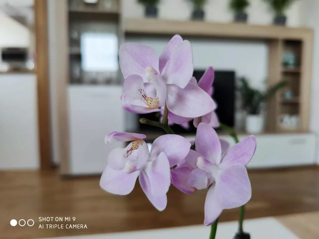 xiaomi mi 9 foto 1