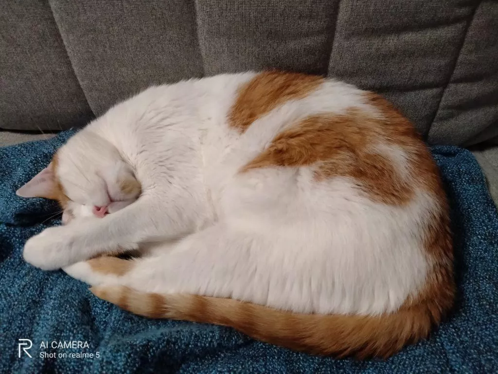 kočka foto test Realme 5