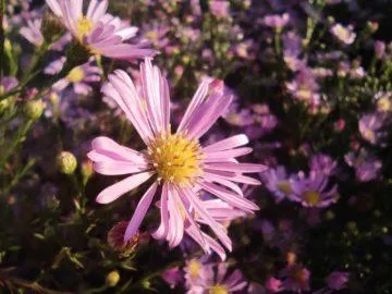 xiaomi mi note 10 foto 3 makrokamera kvetina