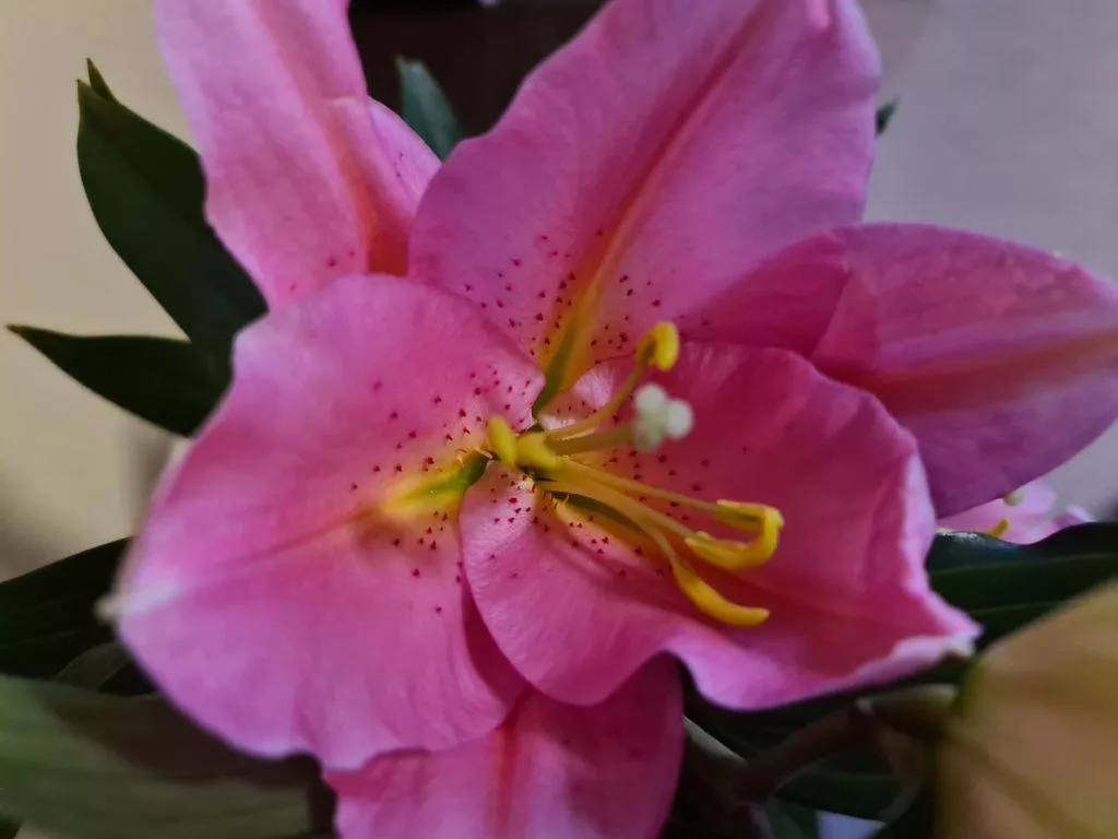 foto test Samsung Galaxy S20 Ultra makro
