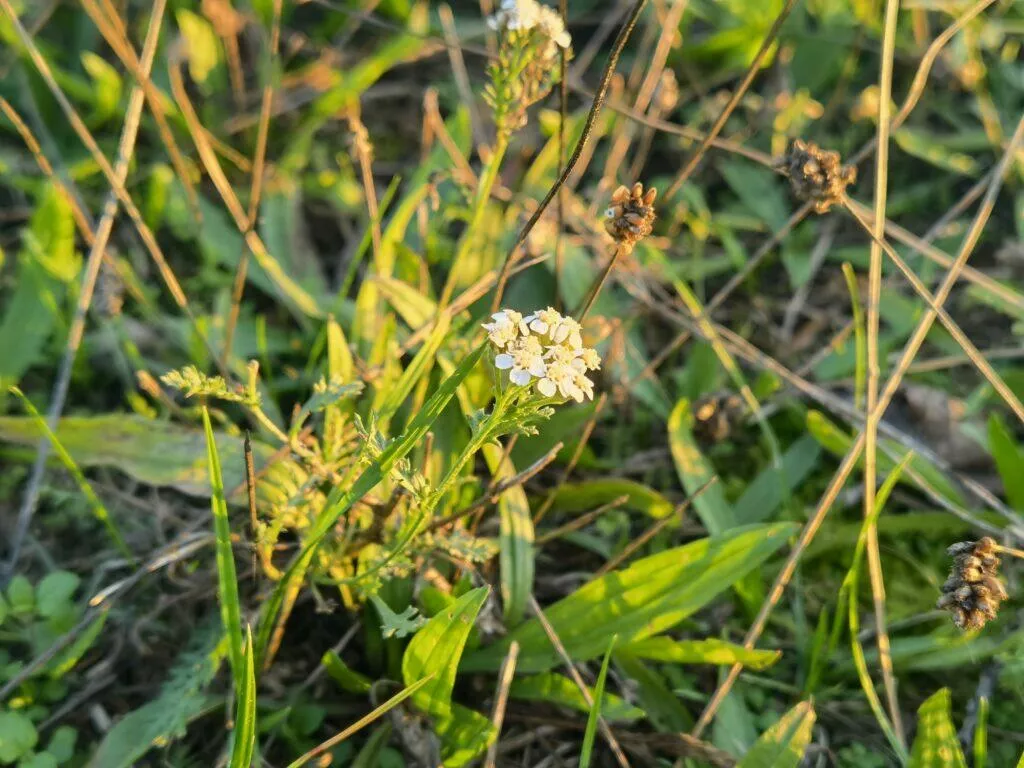 makro x2 Mate 40 Pro