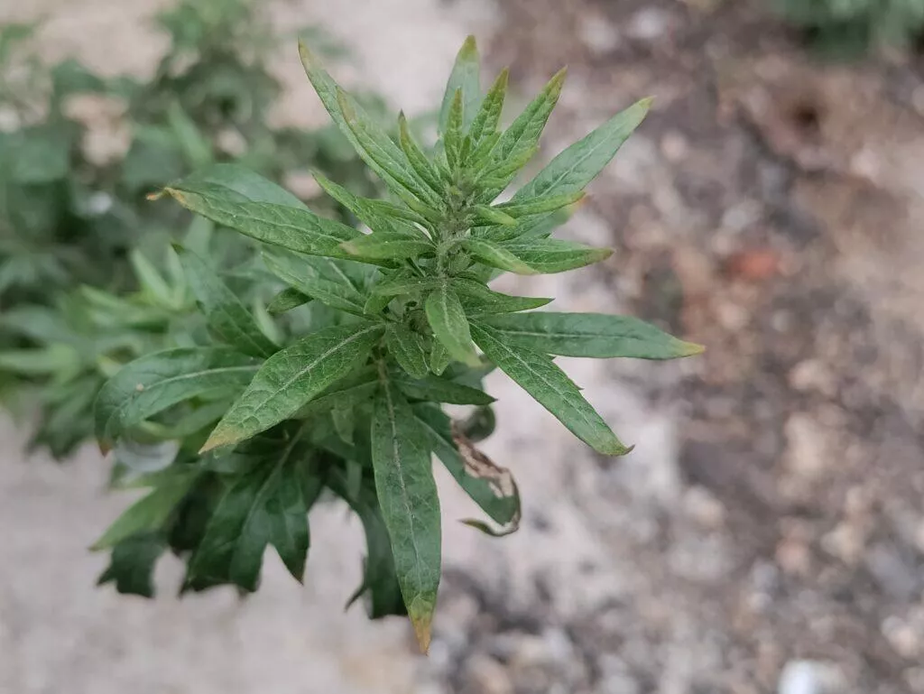oneplus fotoaparat