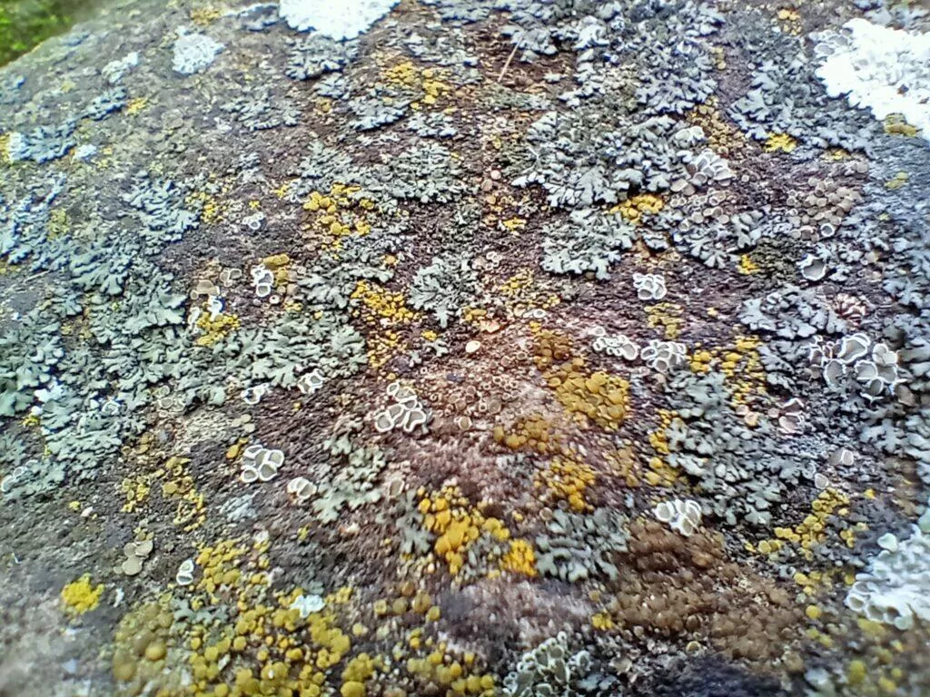 realme 7i foto makro textura