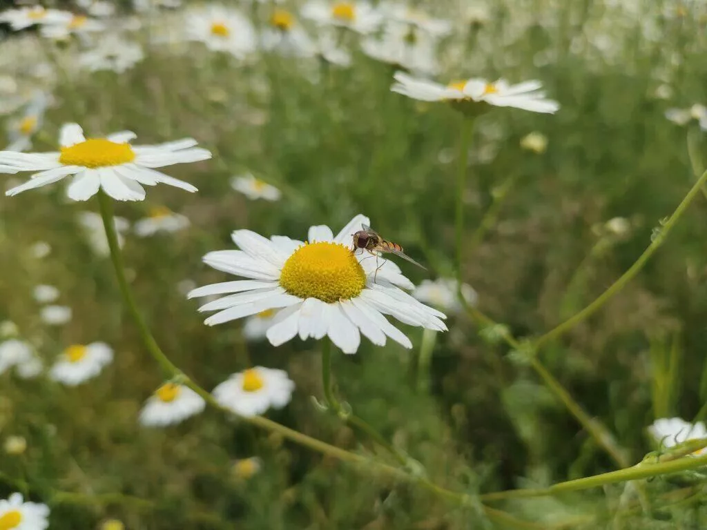 detail fotografie oppo reno5 5g