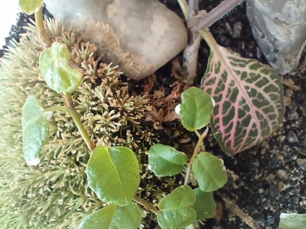 vivo v21 5g foto makro