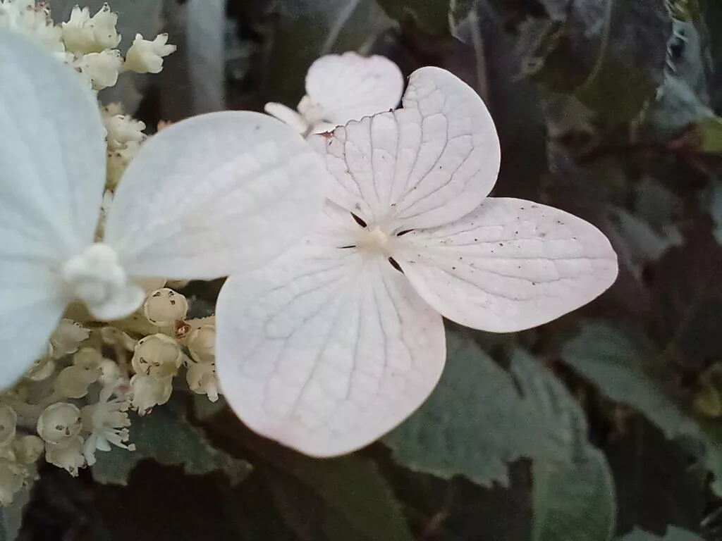 vivo v21 5g foto makro kytka
