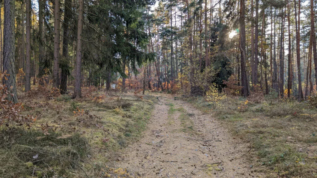 google pixel 6 fotografování les