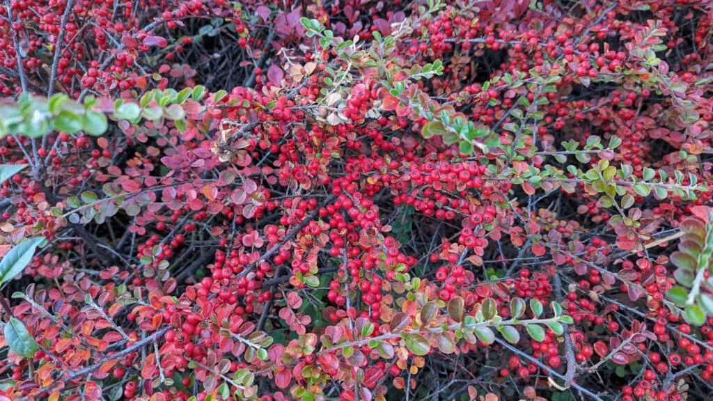 google pixel 6 test fotoaparátu keř