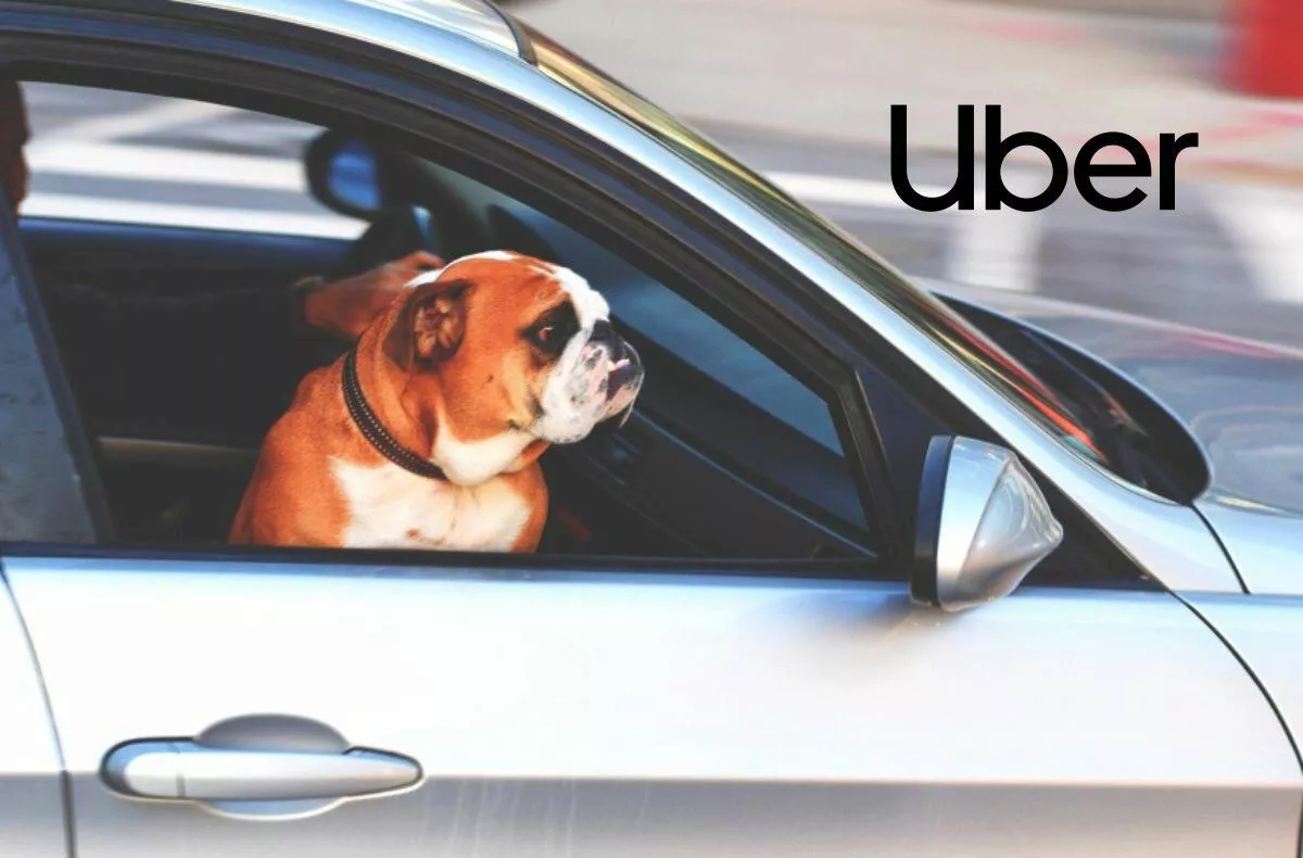 uber pet zvirata preprava