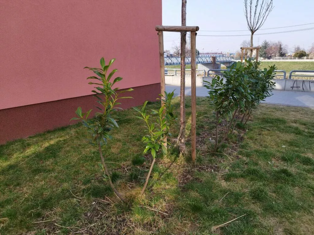 Poco X4 Pro 5G foto rostlina
