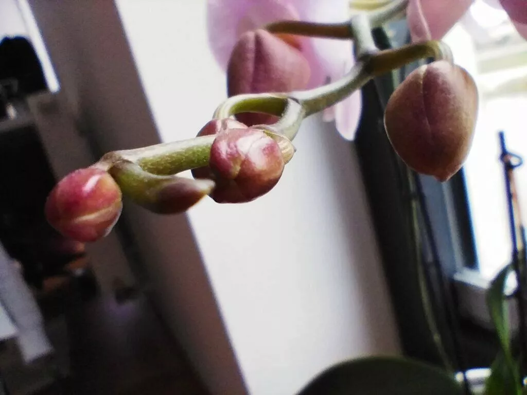 poco x4 pro 5g test makro fotoaparatu 47
