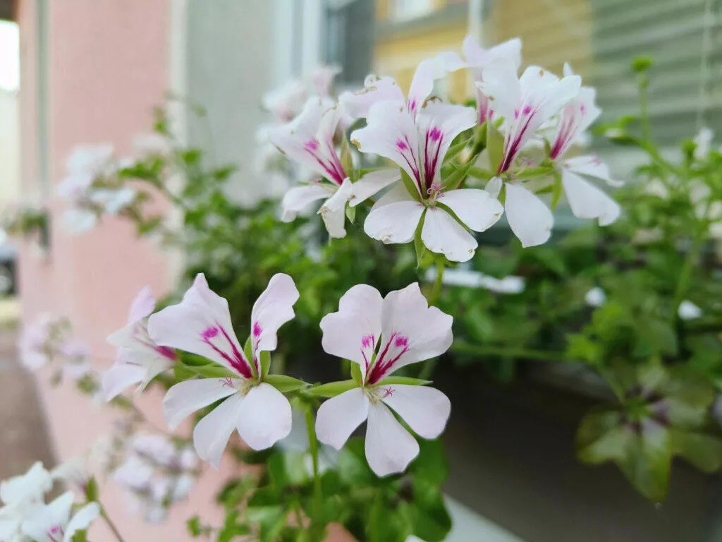 realme GT Neo 3 hlavní snímač kytka