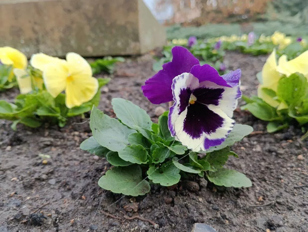 poco m5 foto 4