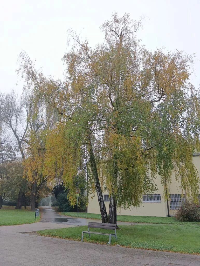 poco m5 foto 5