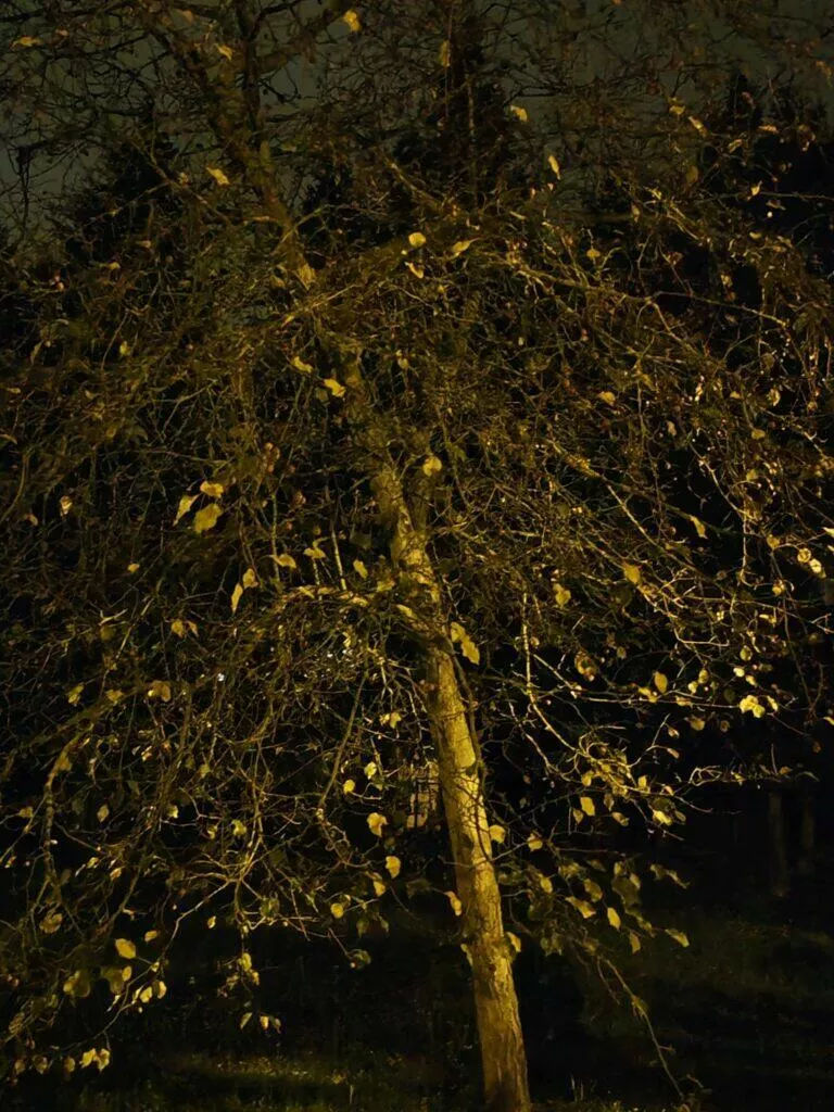 noční režim strom zoom 1x