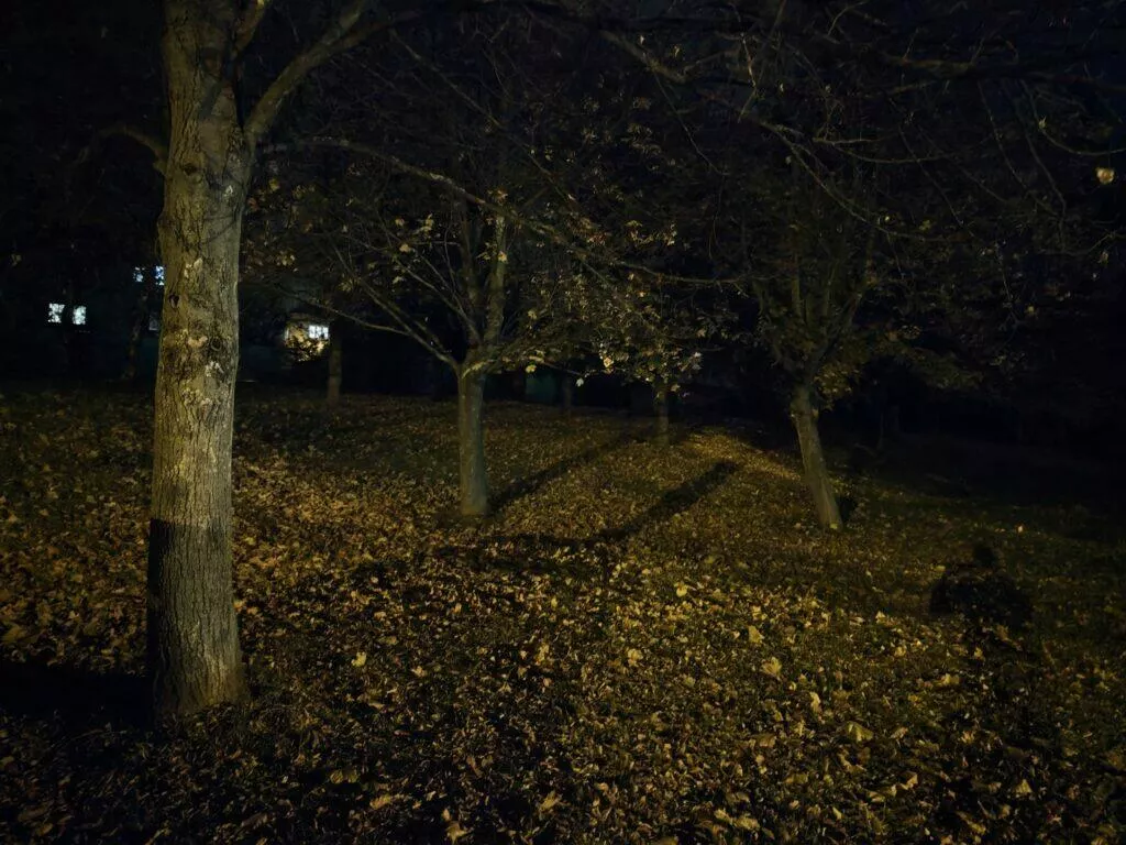 noční režim stromy on