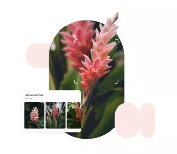 Google Lens rozpoznávání rostliny zvířata