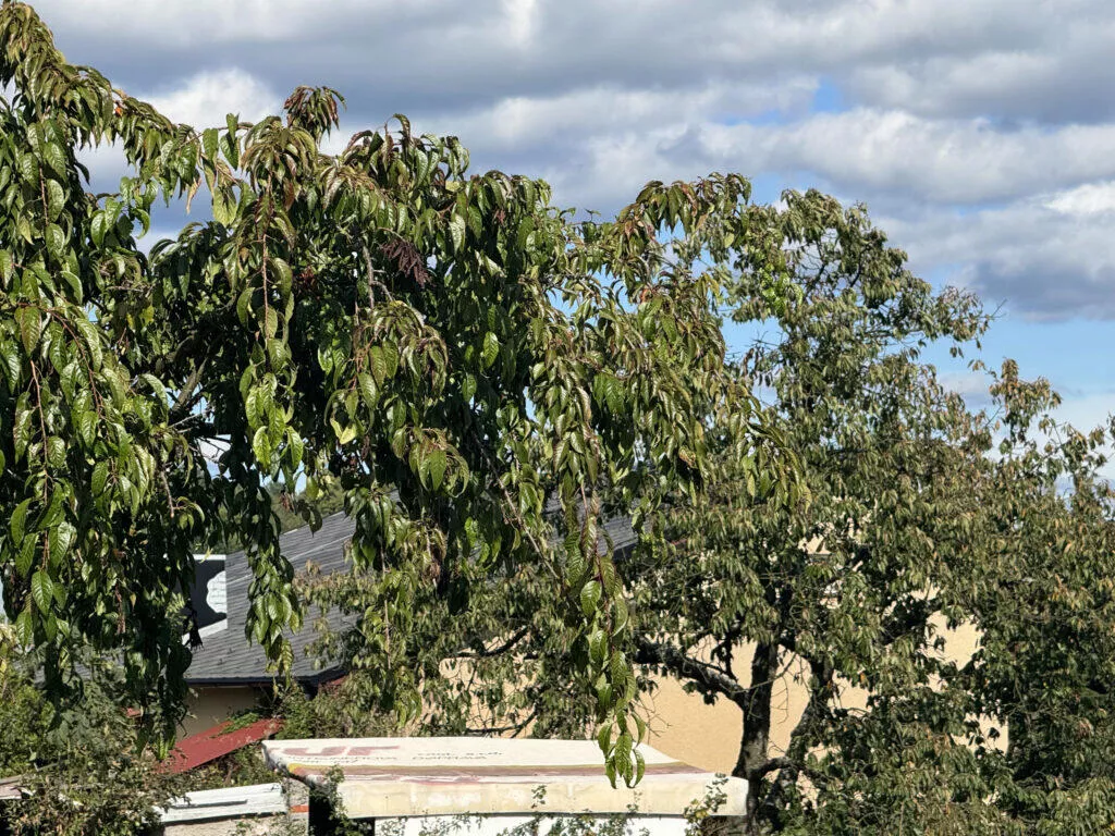iPhone 15 Pro Max fotoaparát 5x zoom strom